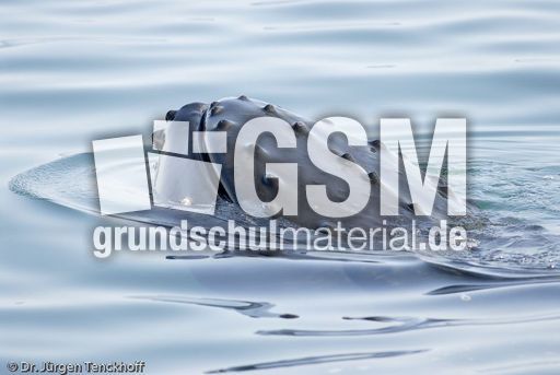 Buckelwal (35 von 57).jpg